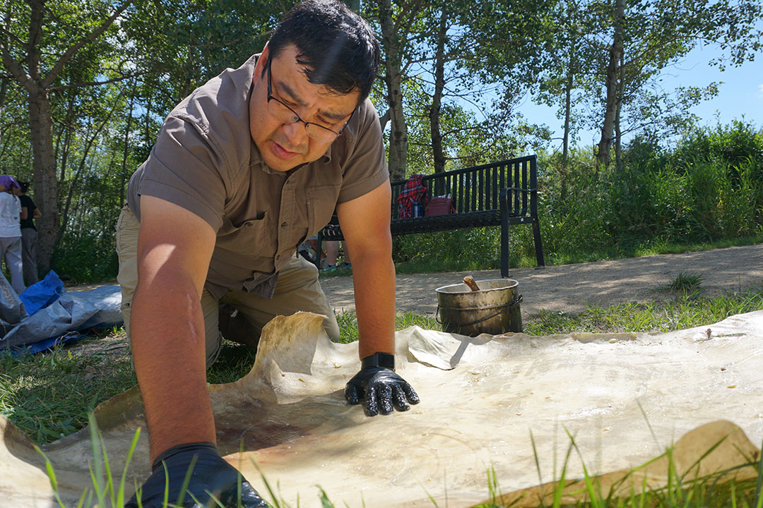 USask Cree scholar Kevin Lewis spreads a mixture of moose brains and Dove soap onto a skin to soften it for use as a moccasin. (Photo: Chelsea Laskowski)