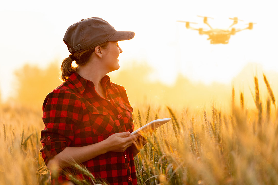 A student in a wheat field with a drone hovering nearby. 
