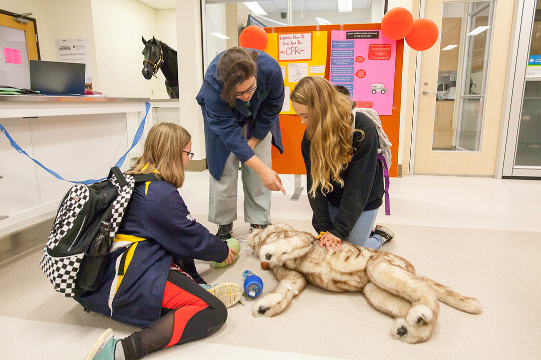 Dr. Jen Loewen (DVM), a WCVM emergency and critical care specialist, demonstrates how to perform CPR on a model dog during the 2019 Vetavision event. (Photo: Christina Weese)