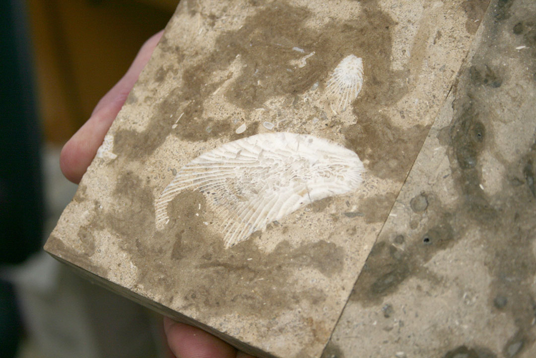 Pratt displays a fossil embedded in a sample of Tyndall Stone. (Photo by Kristen McEwen)