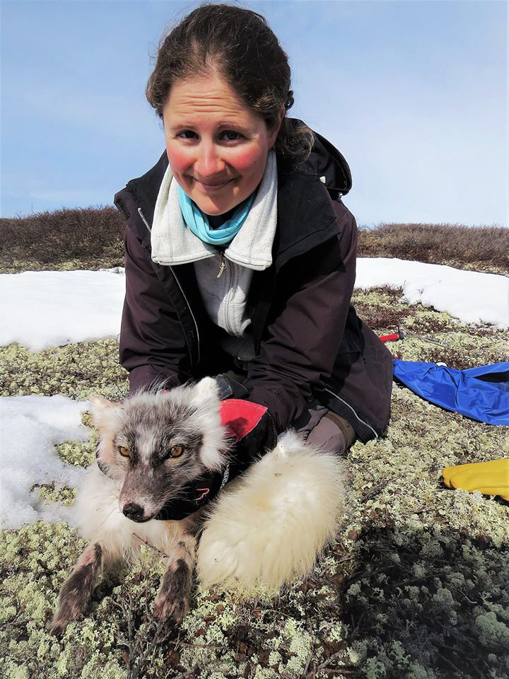 USask researcher Dr. Émilie Bouchard (PhD) works with foxes near the village of Inukjuak, Nunavik in northern Quebec. (Photo: Marie-Christine Frenette)