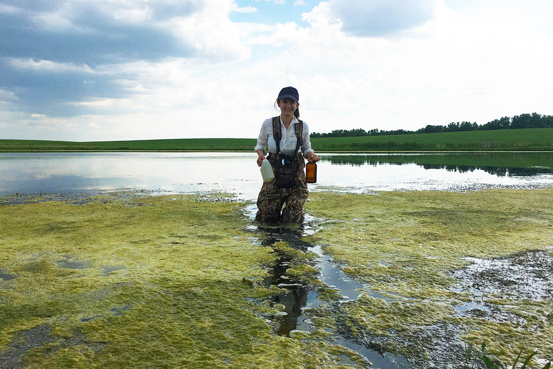 A researcher stands waist-deep in water filled with green algae