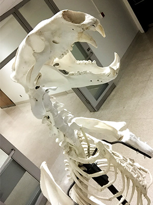 polar bear skeleton