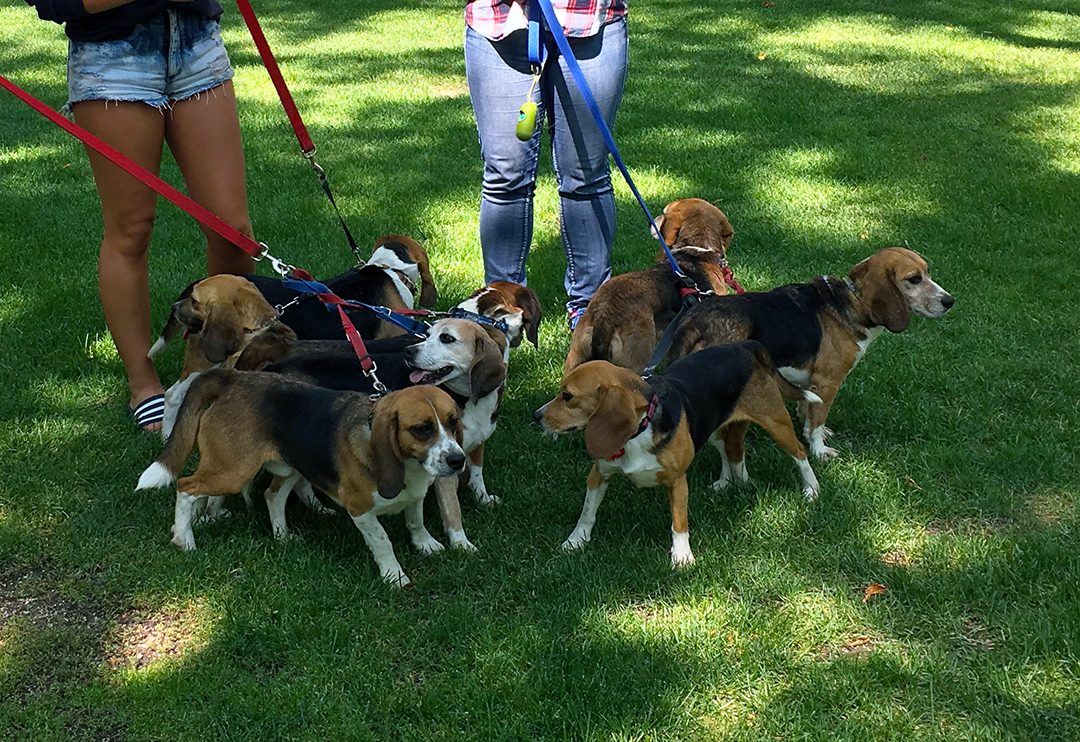 Beagles on board: Five facts about the research dogs at the U of S - News -  University of Saskatchewan