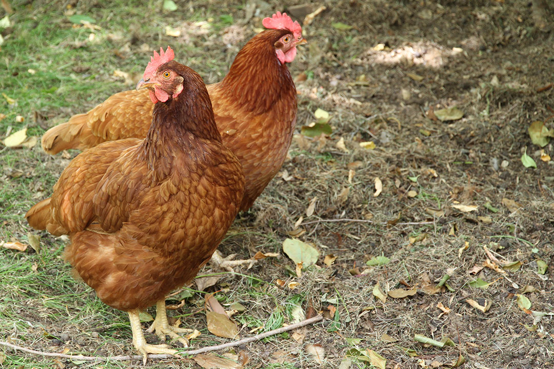 Hatching An Idea News University Of Saskatchewan   Backyard Chickens 