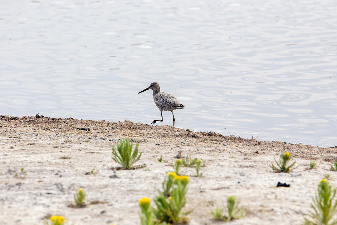 A willet, a type of wetland shorebird, is pictured at the Northeast Swale. (Photo: Meghan Mickelson)