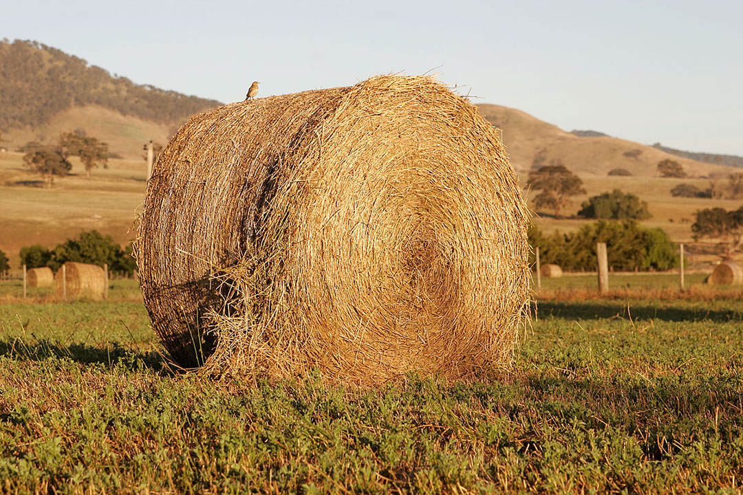 Conservation doesn’t have to be at odds with agriculture. (Photo: Flagstaffotos/Wikimedia Commons, CC BY-NC)