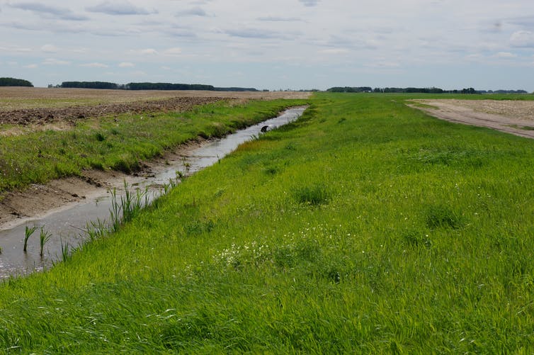 Drainage ditches are common in Saskatchewan because much of the province’s agricultural land is drained wetland. (Photo: Philip Loring)