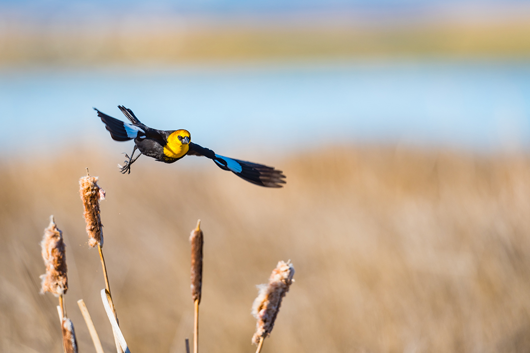 Yellow-headed Blackbird in flight over cattails in a prairie marshland in Alberta. (Shutterstock)