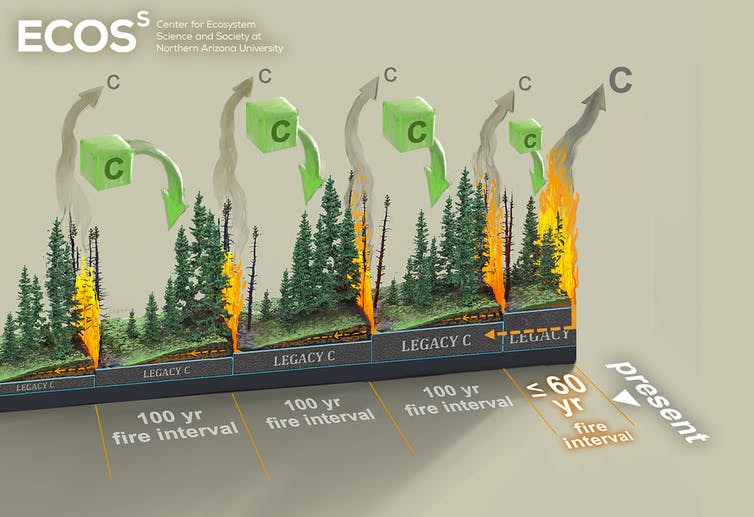 Boreal forest soils slowly build up stores of legacy carbon across multiple fire cycles, which can be released when fires burn in young forest stands. (Image: Victor O. Leshyk, Center for Ecosystem Science and Society, Northern Arizona University) 