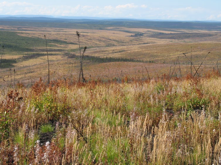 Young-burned black spruce forest regenerating to non-forested tundra. (Photo: Carissa Brown)