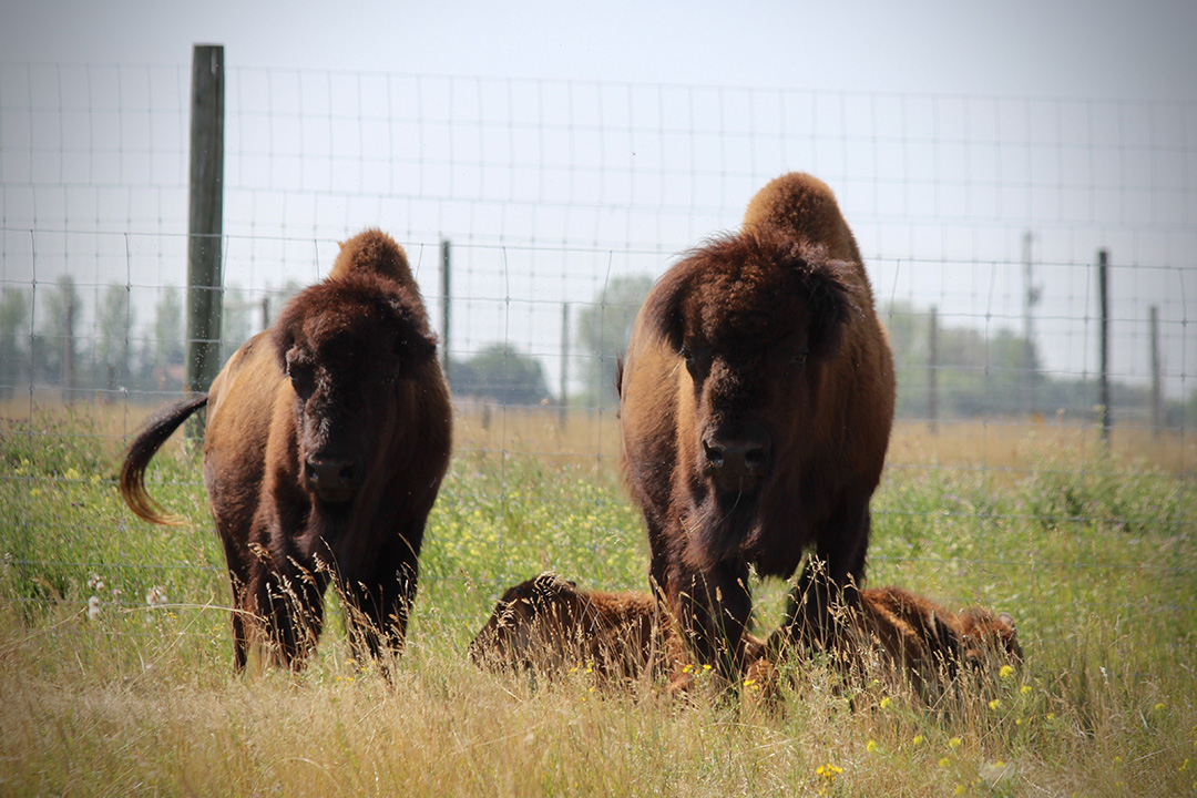 The two new bison calves, named Skeeter and Mo, born from frozen in vitro embryos. (Photo: Miranda Zwiefelhofer)