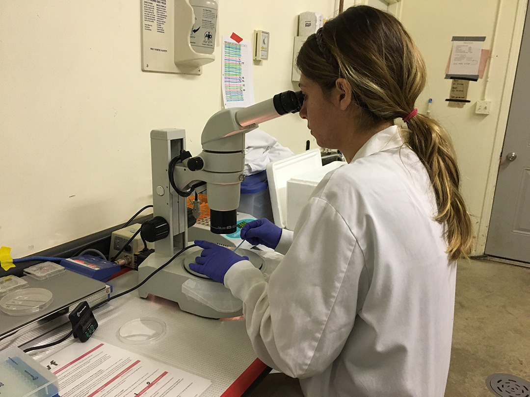 WCVM Department of Veterinary Biomedical Sciences graduate student Miranda Zwiefelhofer works in a lab the LFCE’s specialized livestock facility. (Photo: Lana Haight)