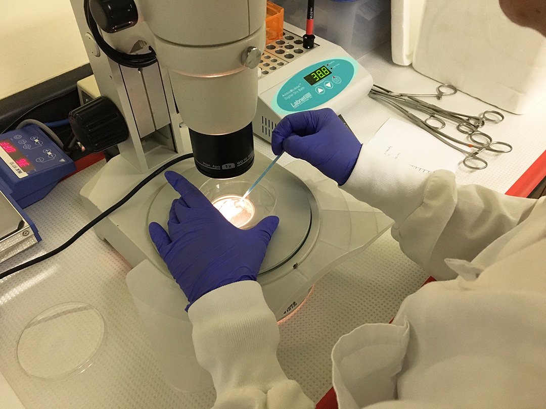 A close-up look at a frozen in vitro fertilized bison embryo used to produce a new bison calf at the Livestock and Forage Centre of Excellence. (Photo: Lana Haight) 