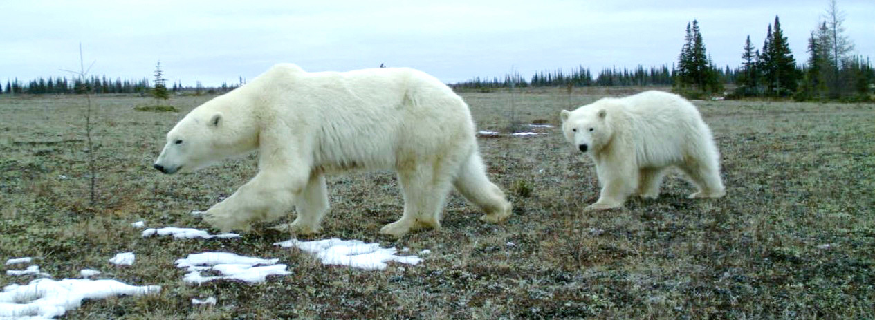 Two polar bears walk past a research camera trap set up in Wapusk National Park, near Churchill, Manitoba. (Photo: Douglas Clark)