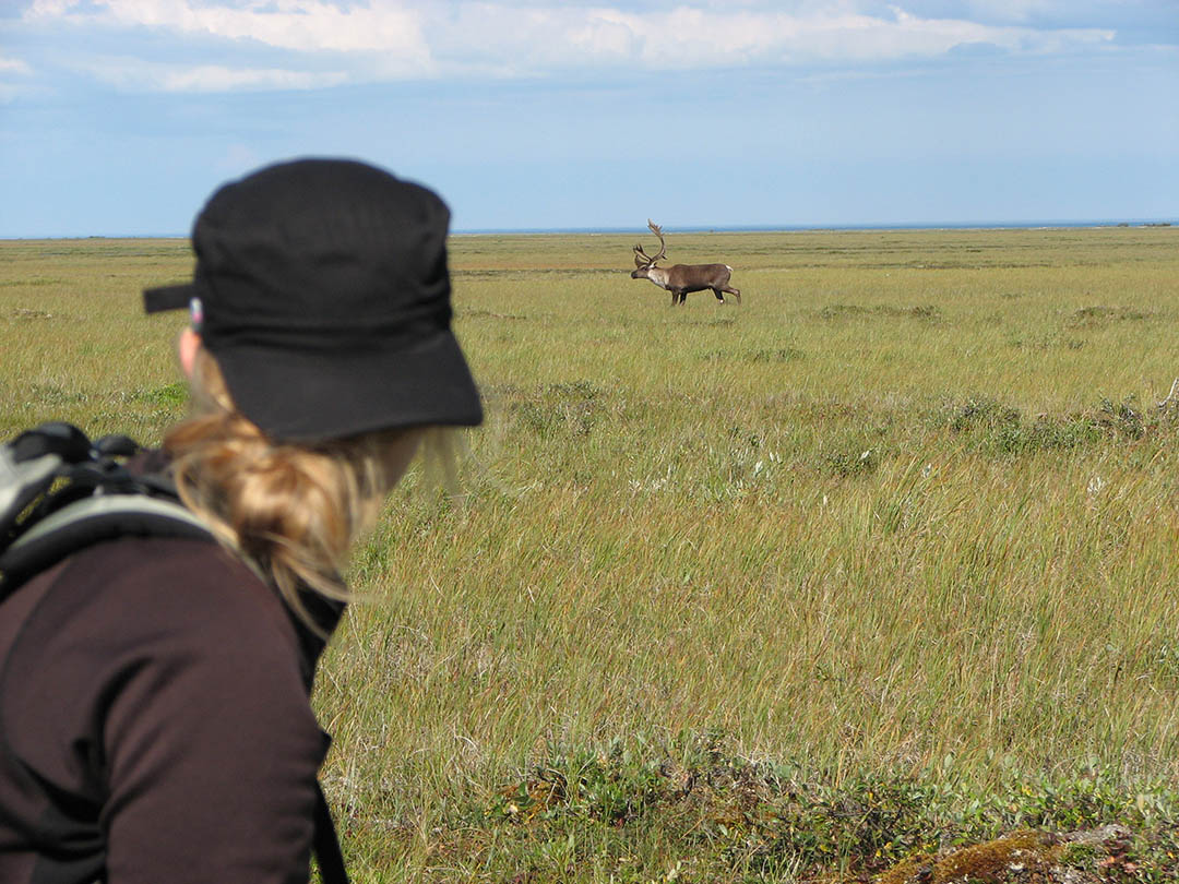 A high school student from Winnipeg, Man. observes a mature bull caribou in Wapusk National Park, recording it into a long term database (Photo: Ryan Brook)