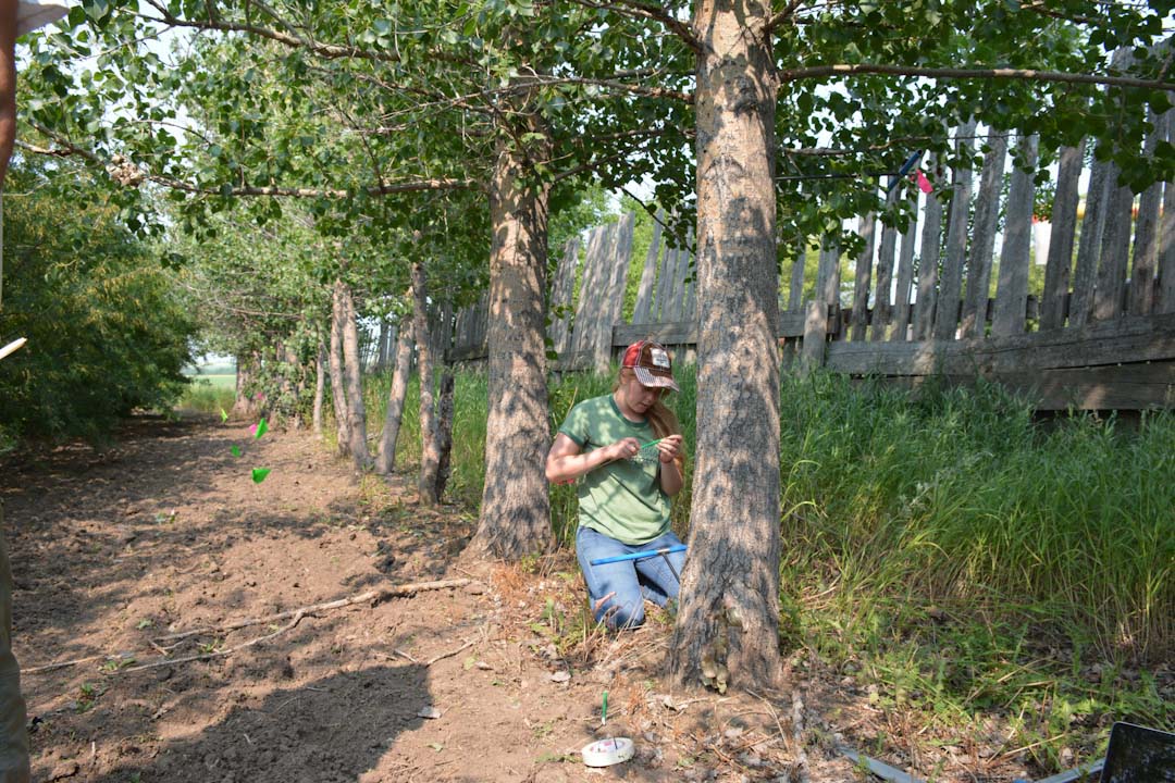 Master’s student Brooke Howatt collects tree cores from a shelterbelt tree to determine its age. (Photo: University of Saskatchewan) 