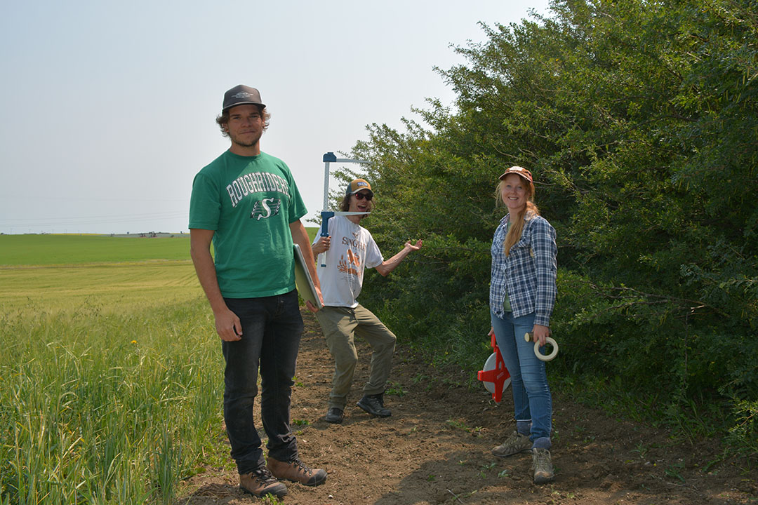 From left: Scott Wood, Beckett Stark, and Brooke Howatt preparing to survey and measure caragana shrubs in western Saskatchewan. (Photo: University of Saskatchewan)