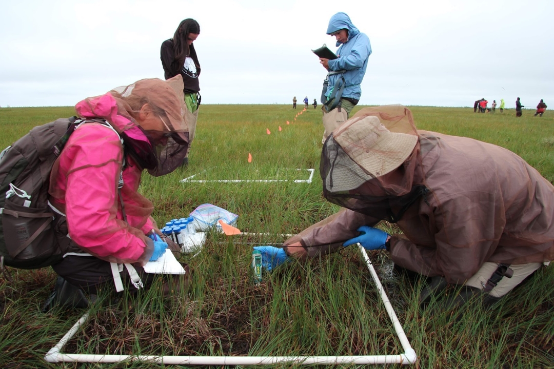 High school students measure soil in Wapusk National Park. (Photo: Ryan Brook, USask)