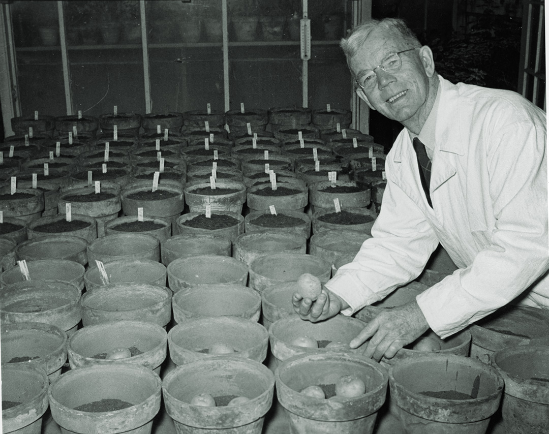Dr. Cecil Patterson (PhD) began potato breeding in 1930 in the Department of Horticulture at USask. (Photo: USask Archives, A-2830)