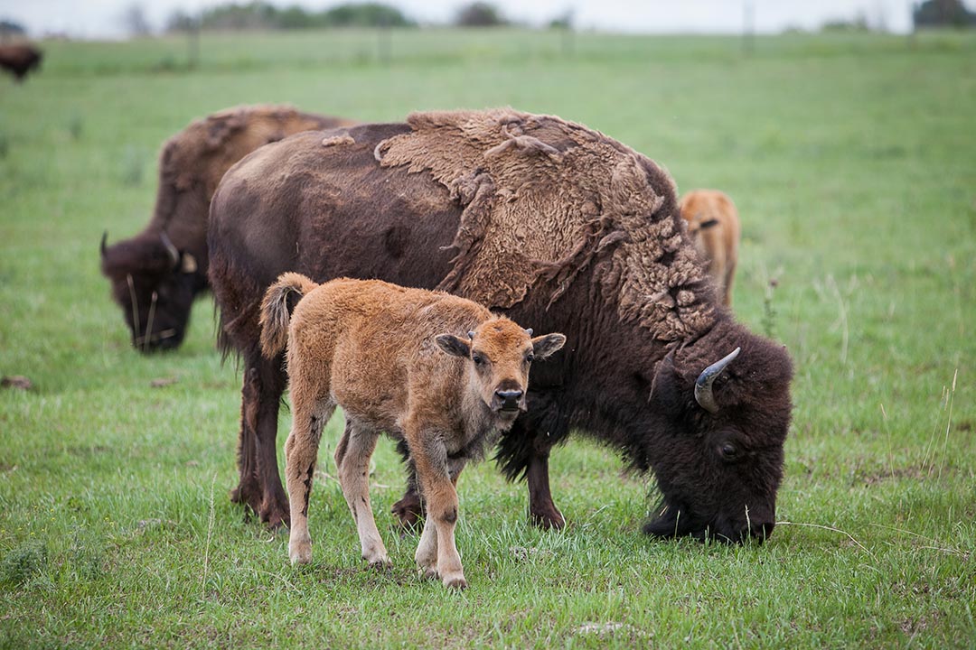 Wood bison cow and calf at the Livestock and Forage Centre of Excellence (Goodale Farm). Summer 2019. (Photo: Rigel Smith)