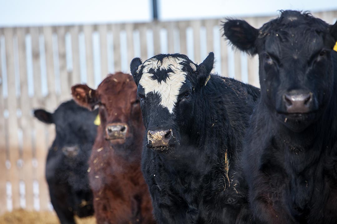 Cattle at the USask Livestock and Forage Centre for Excellence (LFCE) in January, 2020. (Photo: Christina Weese)