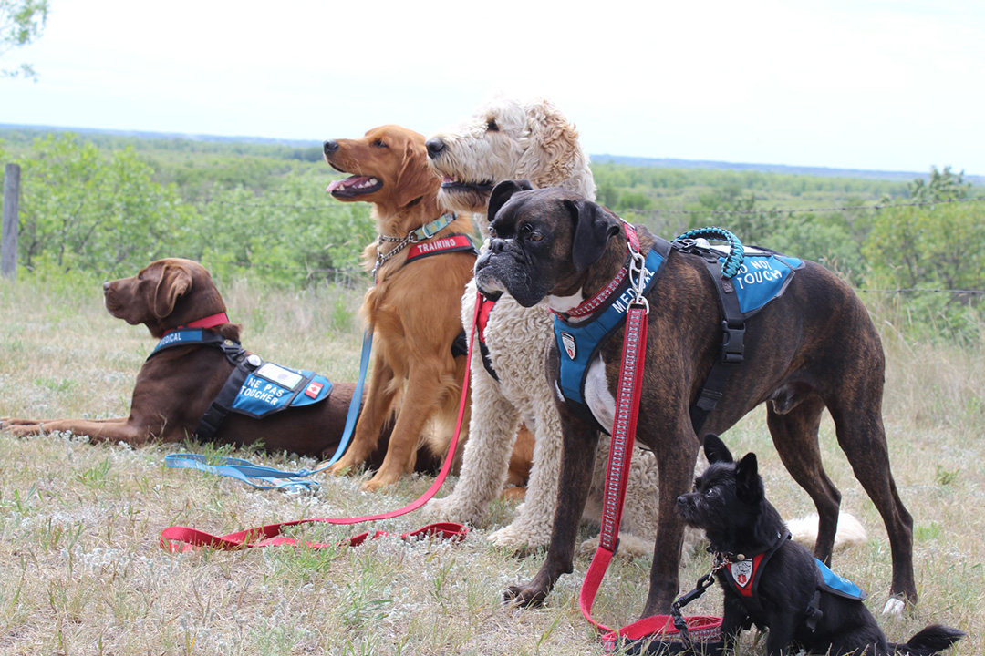 USask provides ‘PAWSitive’ toolkit for service dog organizations working with veterans – News
