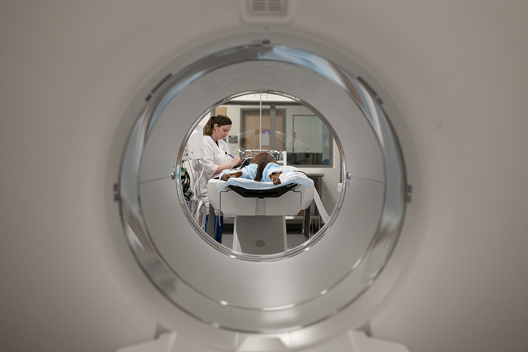 A dog receives a scan in the new PET-CT unit in the Western College of Veterinary Medicine at USask. (Photo: Christina Weese)