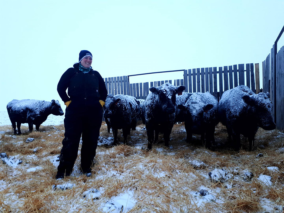 USask PhD student Rachel Carey, checking pregnant beef cattle for her research study. (Photo: Brad Harris)