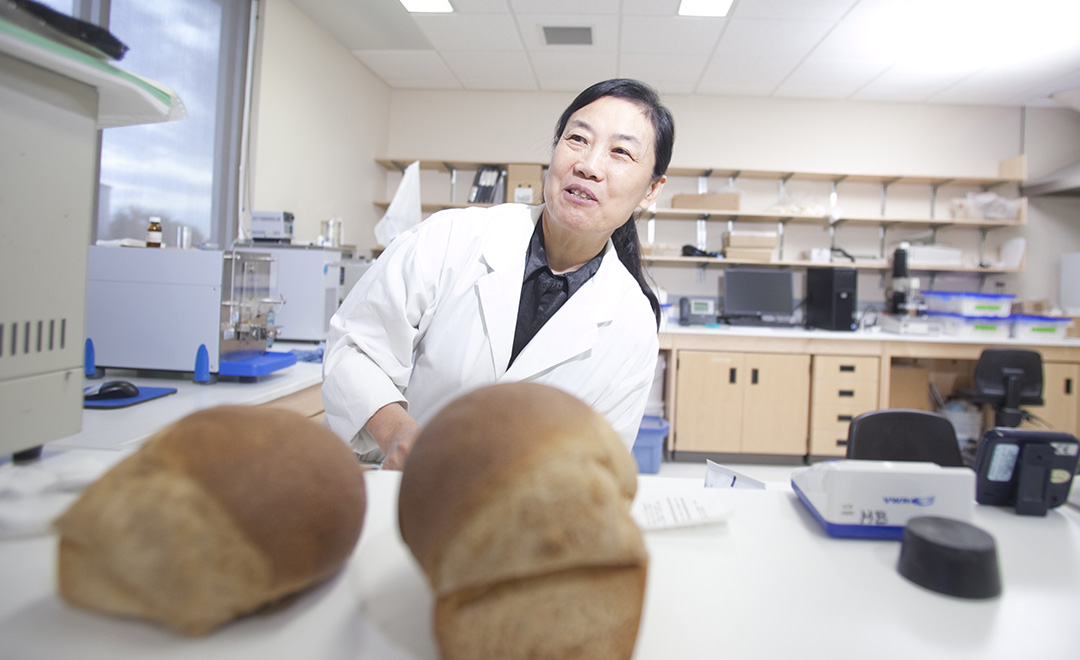 CDC researcher Shuhua Zou works in the Crop Development Centre’s Grain Innovation Lab in Saskatoon. Her work supports the CDC’s spring wheat and canaryseed breeding programs, led by Pierre Hucl. (Photo: David Stobbe for USask)