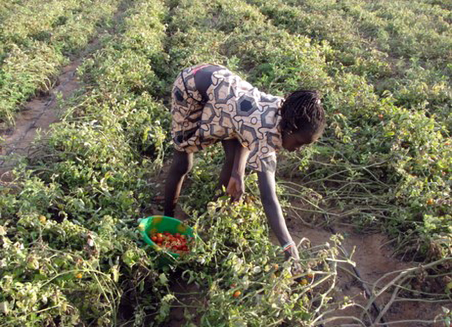 A young girl harvests irrigated tomatoes in northern Ghana (Photo: Margaret Akuriba)
