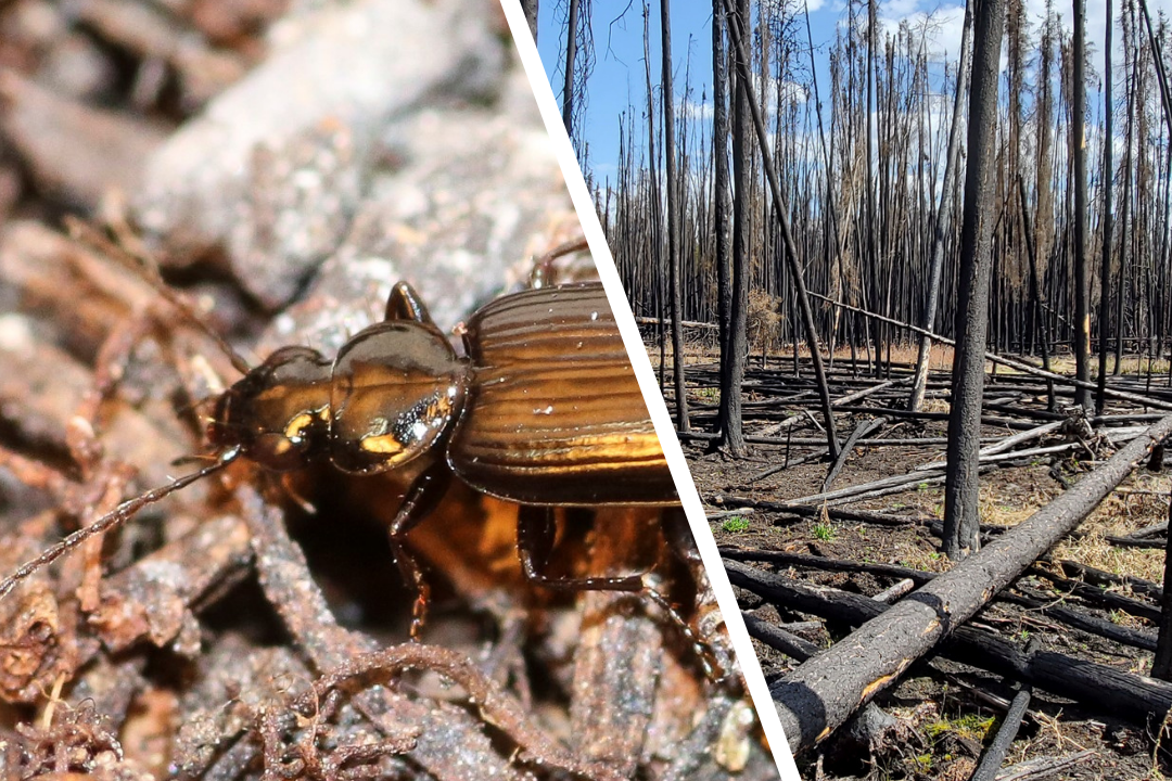New USask research shows these fire-loving beetles (Sericoda obsoleta, left) benefit from laying eggs in a post-wildfire burnt environment (right, Fort à la Corne, burned in 2020). (Photos: Aaron Bell)