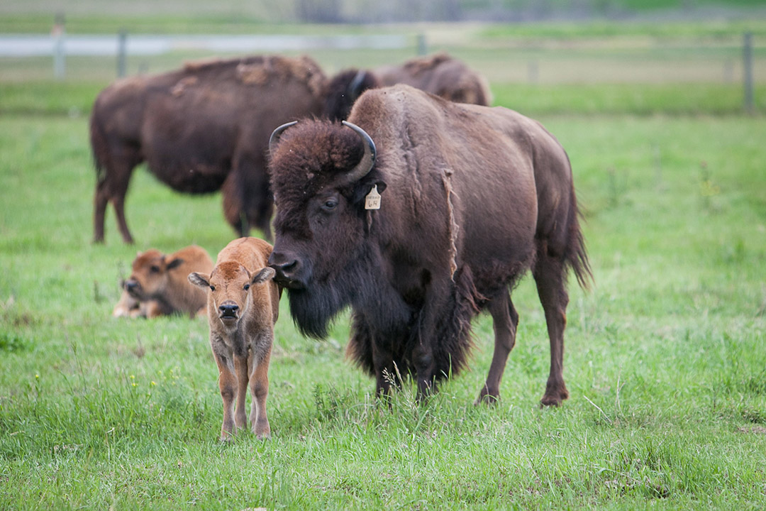 Bison at the USask Livestock and Forage Centre of Excellence’s Native Hoofstock Research and Teaching Unit. (Photo: Christina Weese)