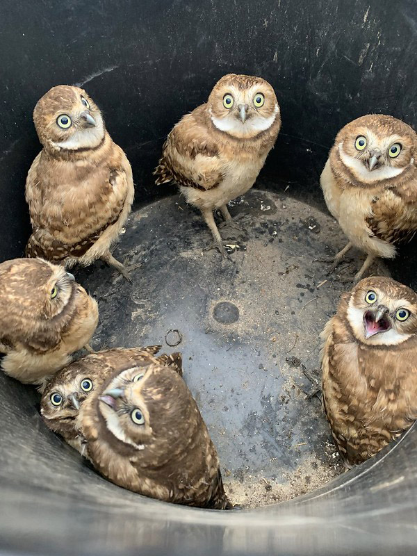 Burrowing Owls are one of the endangered species in the province of Saskatchewan. (Photo: Wildlife Preservation Canada)
