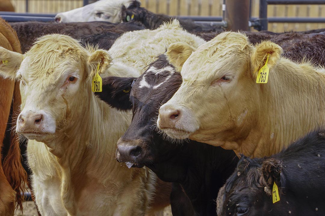 Cattle at at USask’s Livestock Forage Centre of Excellence. (Photo: Submitted)