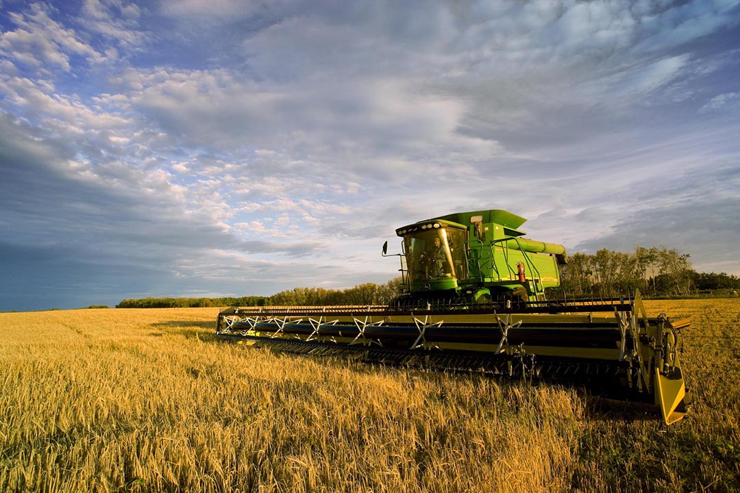 Combine harvesting in the field. (Photo: GIFS)