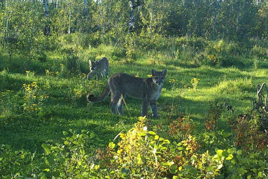 Two cougars spotted in Saskatchewan.