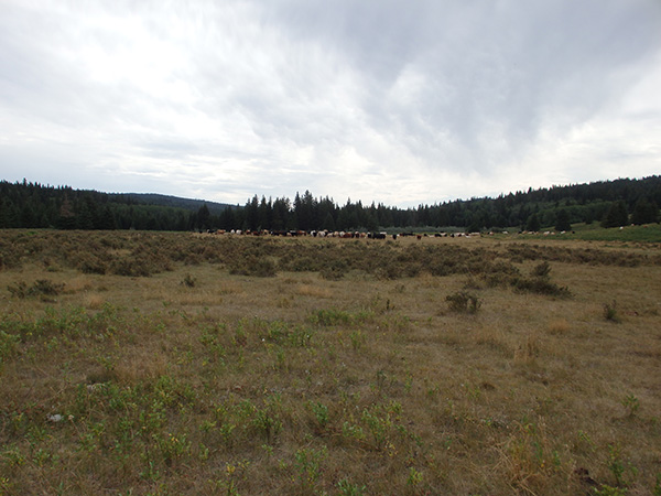 Irini Soubry has collected field data in Cypress Hills Interprovincial Park. (Photo: Submitted)