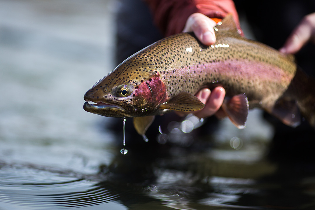 Exposure to 6PPD-quinone, resulting from the breakdown of rubber tire debris, can be deadly for rainbow trout (above) and brook trout. (Photo: Cannon Colegrove/Shutterstock.com)