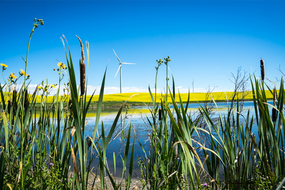 Food and energy wetland in western Saskatchewan. 