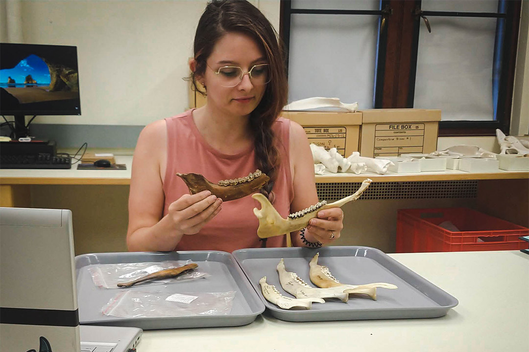 U of S graduate student Grace Kohut examining reindeer and caribou mandibles in a lab. 