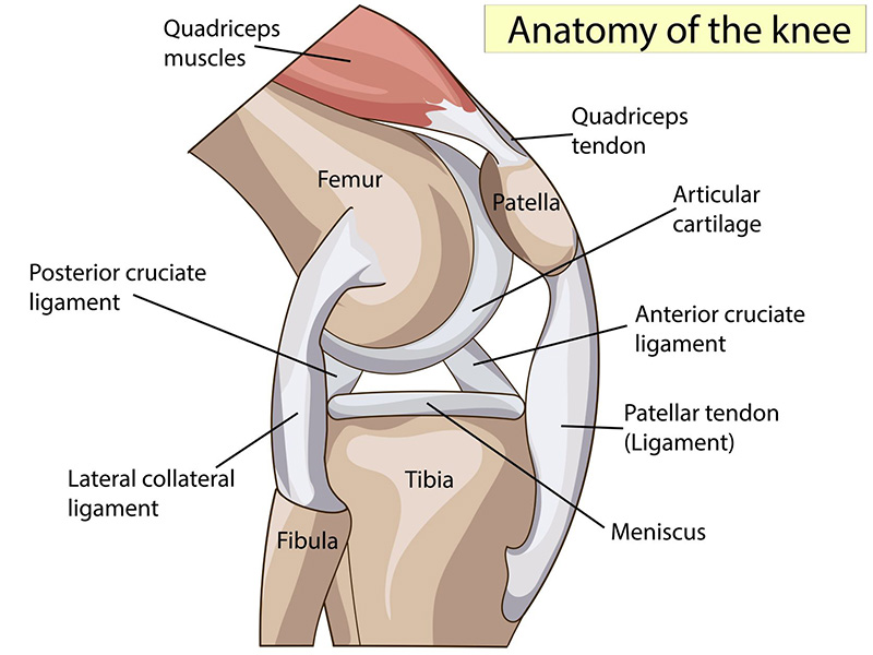 The tibial plateau is the flat top portion of the tibia, also known as the shin bone, which articulates with the bottom portion of the femur and the patella, also known as the kneecap, to create the knee joint. (Photo: Shutterstock) 