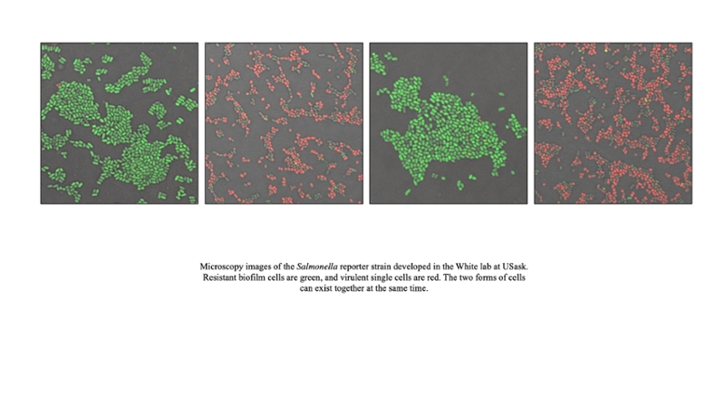 Dr. Aaron White (PhD) (right) and his team including Michelle Gerber (left) are investigating how Salmonella strains are so successful at survival. 