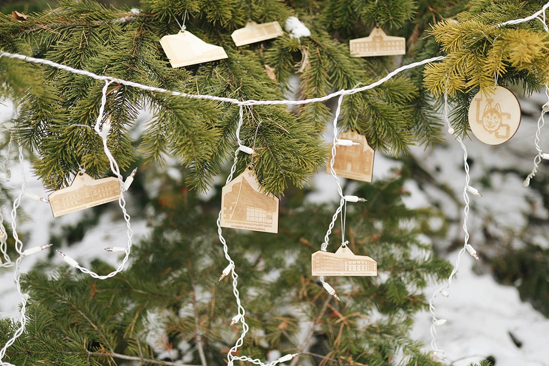 University of Saskatchewan themed ornaments, strung on a pine tree with holiday lights. 
