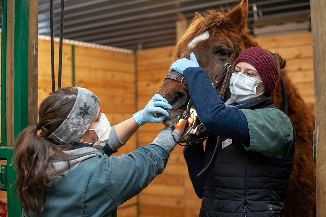 Fourth-year veterinary student Angele Lalonde (left) checks a sedated equine patient’s teeth with classmate Sarah Thomas's help