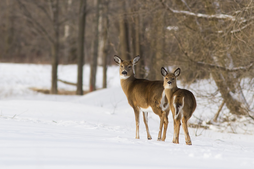 White-tailed deer (Odocoileus virginianus) in winter. (Photo: iStockPhoto/mirceax)