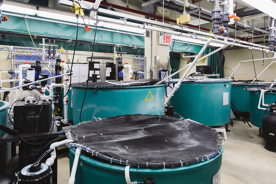 Natacha Hogan and Markus Brinkmann study the human impacts on water quality and fish health at USask’s Aquatic Toxicology Research Facility.