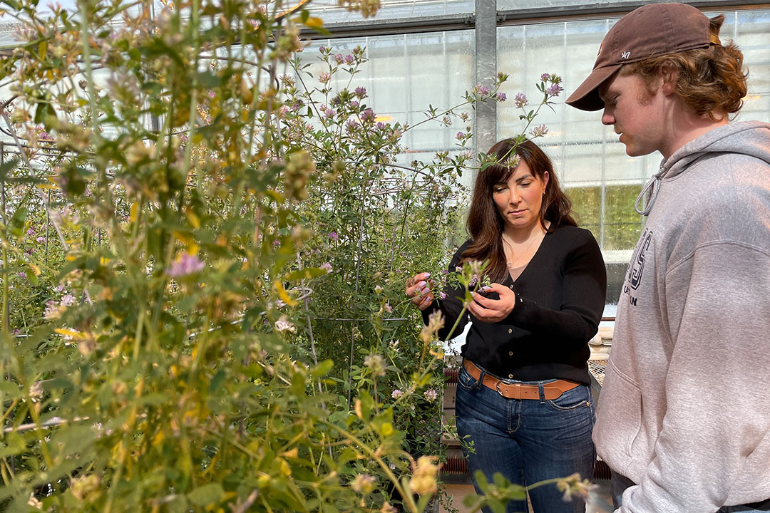 Dr. Breeanna Kelln and student Tyler Peterson inspect plants in a greenhouse.