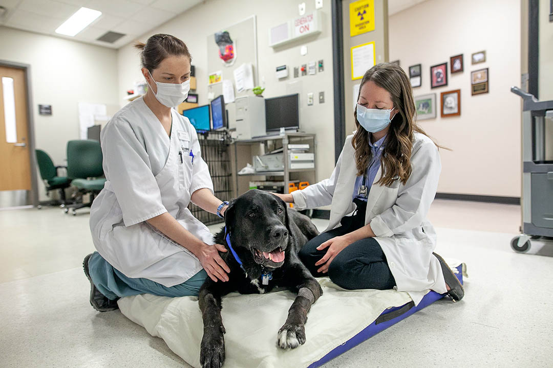 Two veterinarians tend to a large black dog in a clinic.