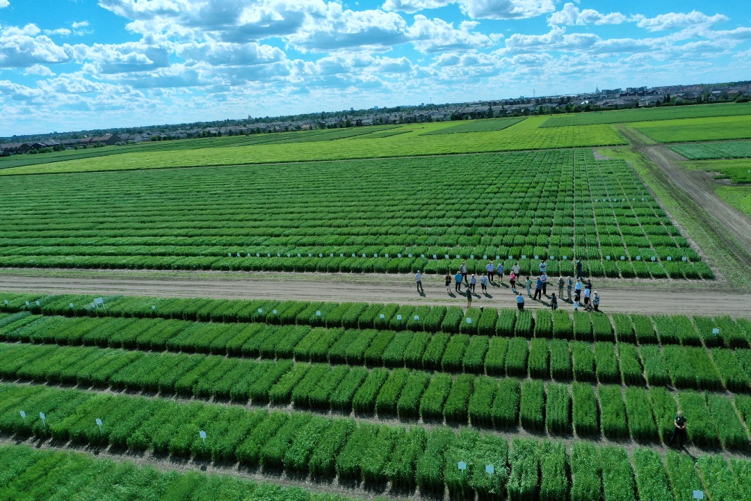 USask Awarded 14 Million To Support Innovative Crop Research News